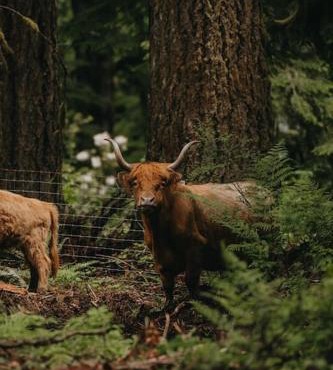 Highland Farms - Your Private Forest Farm