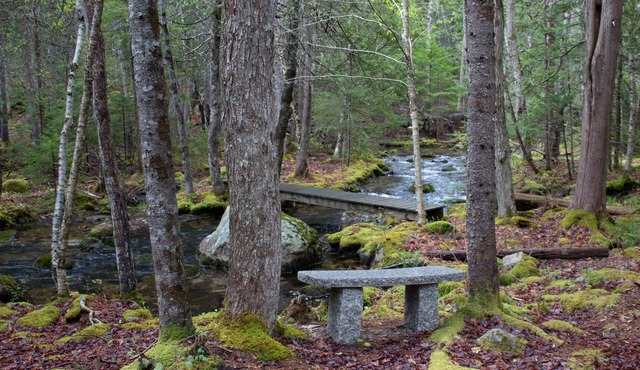 Peaceful Basement Apartment among serene woods, paths, and a stream near Acadia