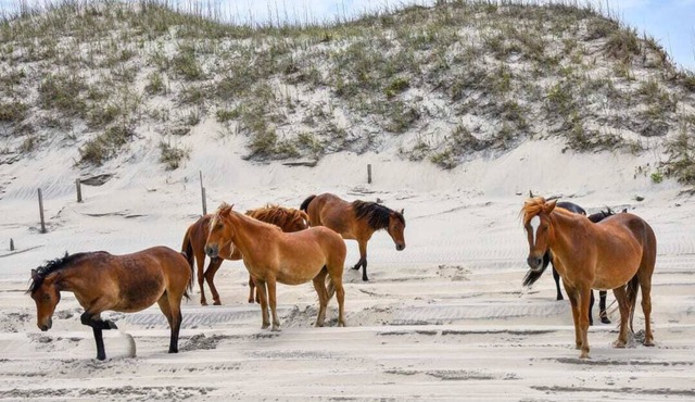 September Special!Ocean view 4WD Beach Wild Horses Pet Friendly