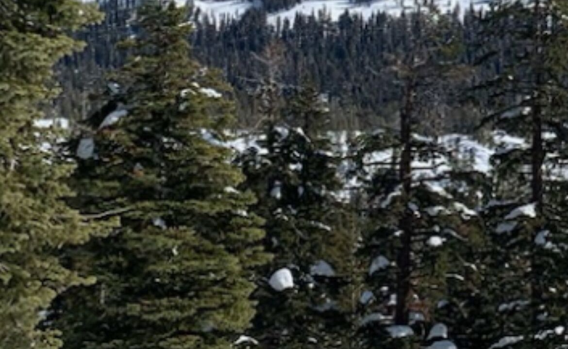 Photo of Others in Bear Valley