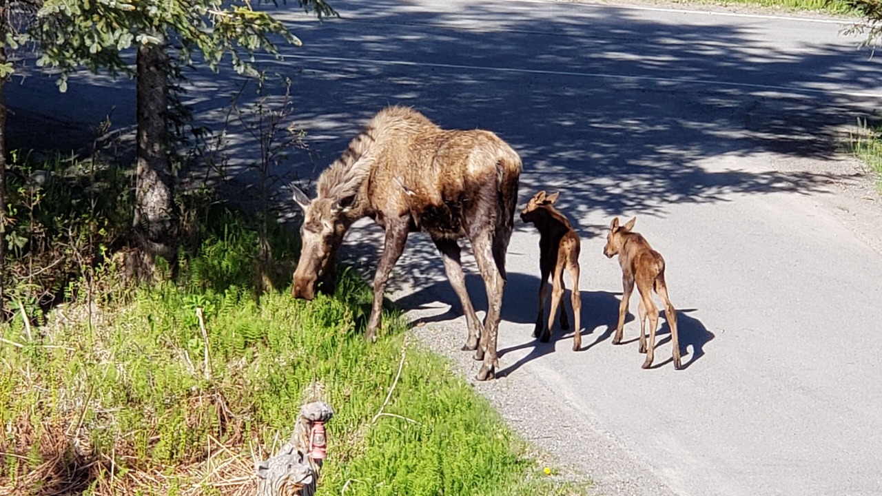 Photo of Others in Kachemak