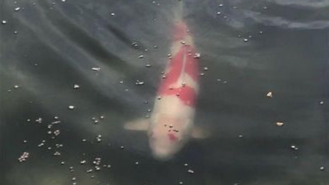 Photo of Others in Panama City Beach