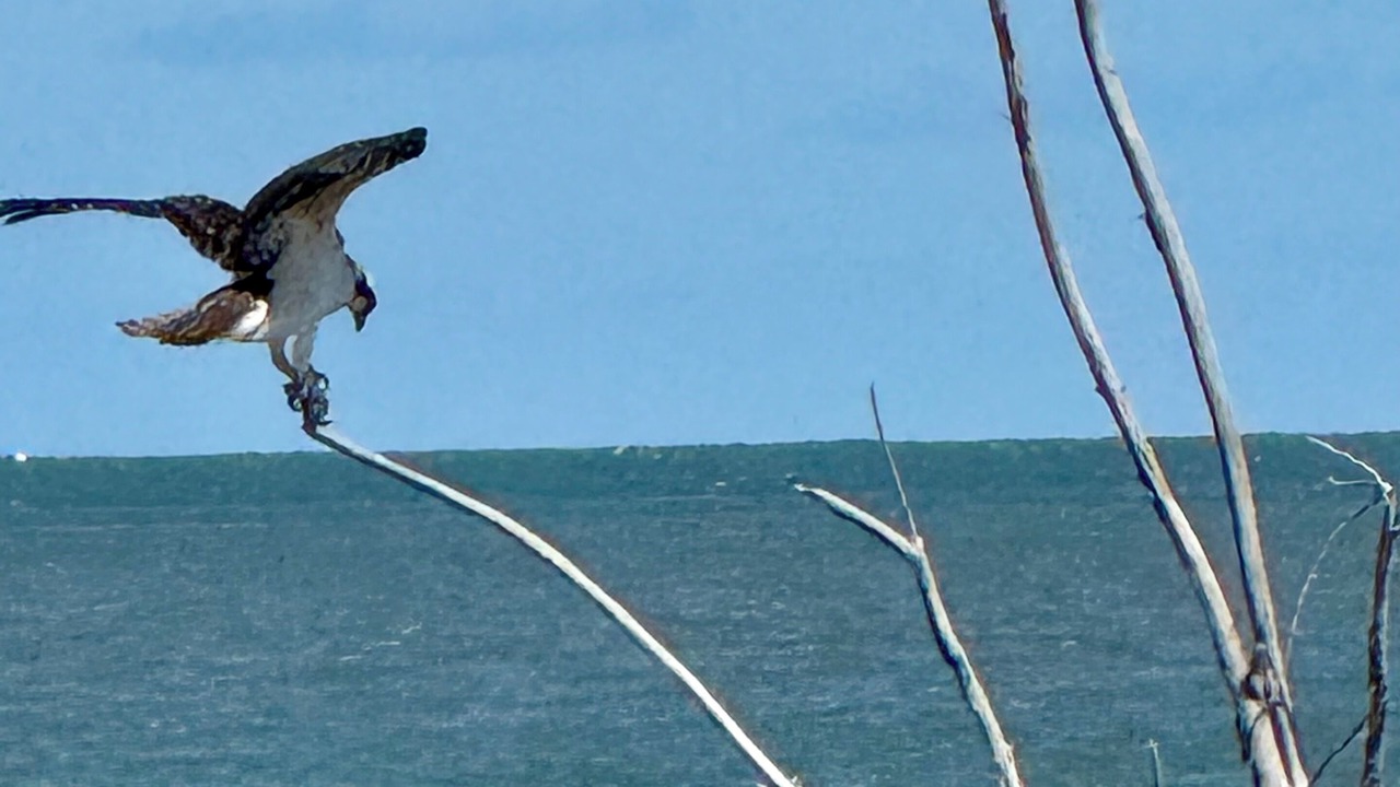Photo of Others in Melrose on the Beach