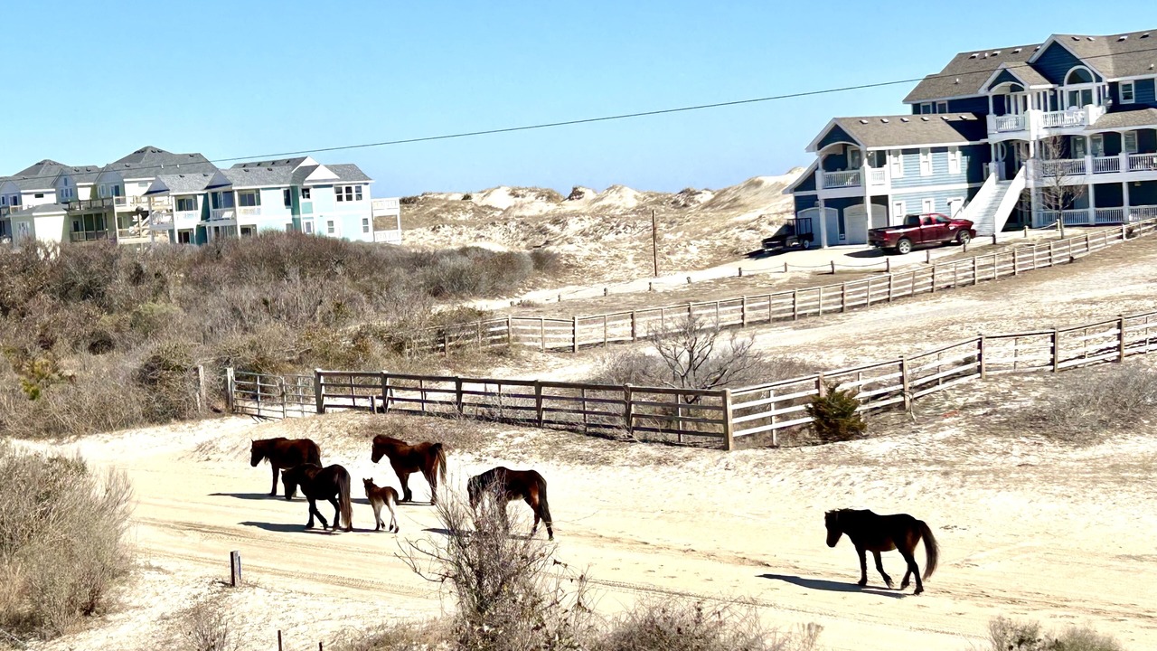 Photo of Outdoor in Carova Beach