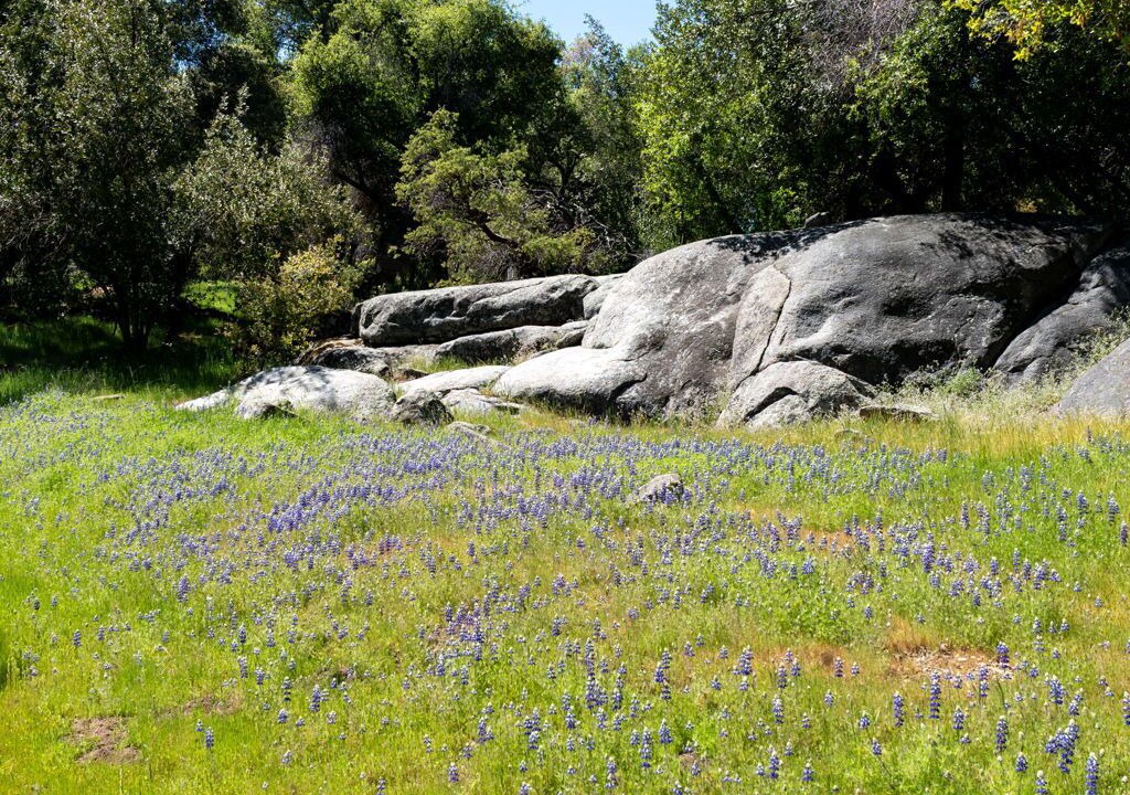 Photo of Others in Mariposa