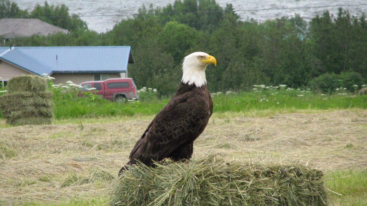 Photo of Outdoor in Kachemak