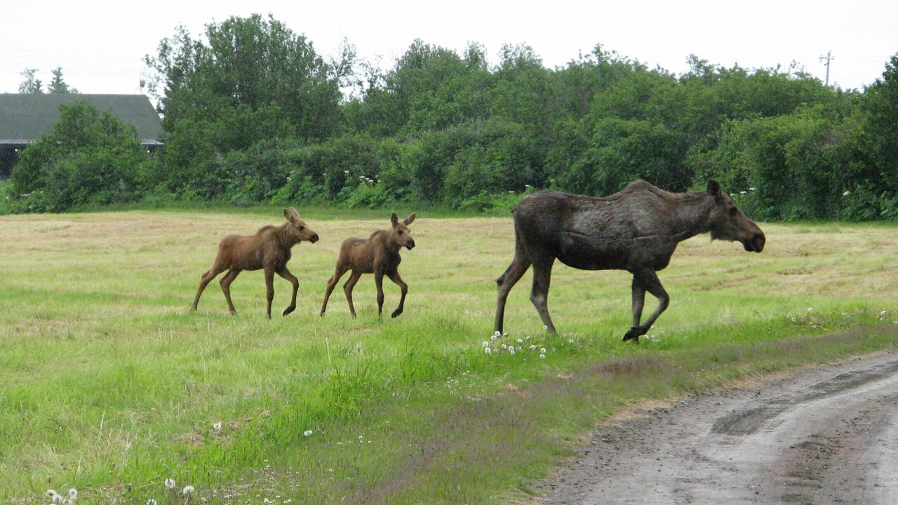 Photo of Outdoor in Kachemak