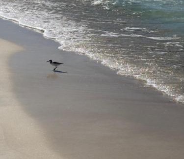 Panama City Beach Apartment | Golden Hour Penthouse - TideWater Beach Resort 2700